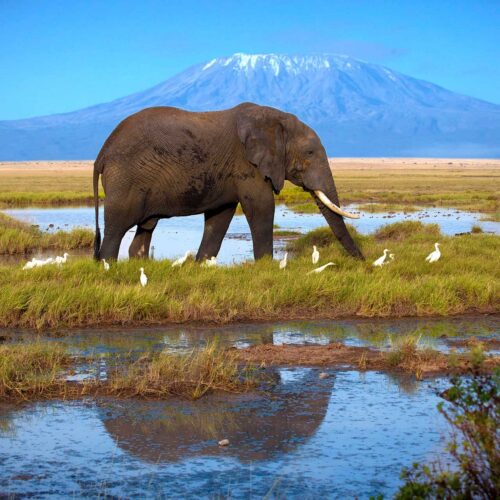 3 Days from Diani/Mombasa Beach Tsavo West & Amboseli National Park