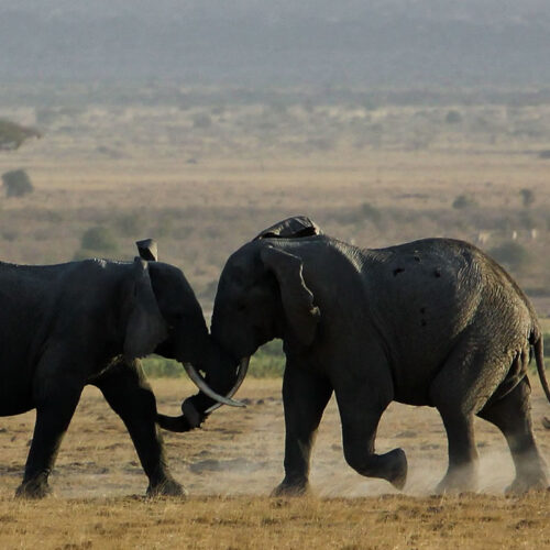 3 Days Tsavo West & Amboseli National Park from Diani/Mombasa Beach Hotel
