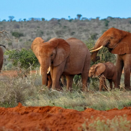 2 Days Tsavo East  & Tsavo West National Park from Diani/Mombasa