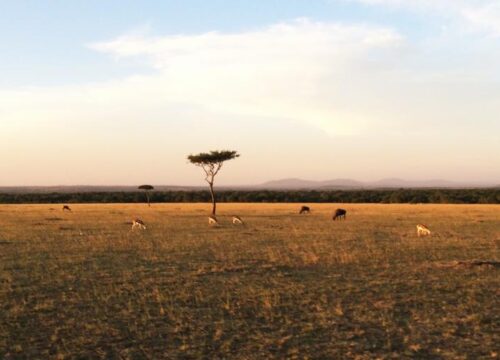 4 Days from Nairobi Hotel/Airport-Lake Nakuru-Masai Mara National Reserve