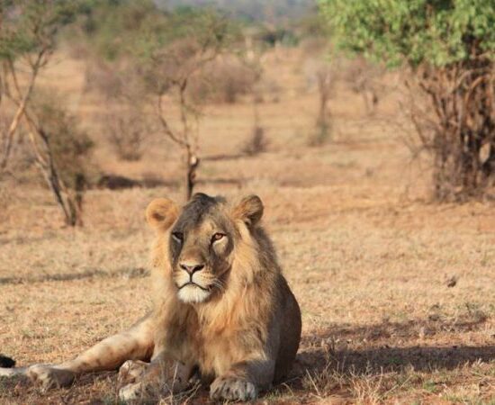 3 Days from Nairobi Hotel/Airport Samburu Game Reserve