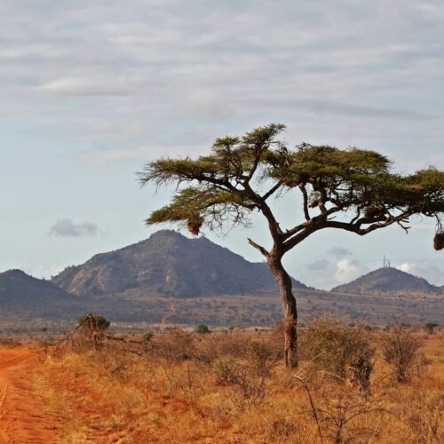 2 Days Tsavo East National Park from Diani/Mombasa Beach Hotel
