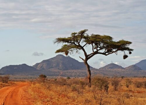 4 Days from Nairobi Hotel/Airport-Tsavo East-Tsavo West & Amboseli National Park