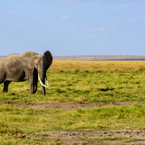 3 Days Tsavo East & Amboseli National Park from Diani/Mombasa Beach Hotel