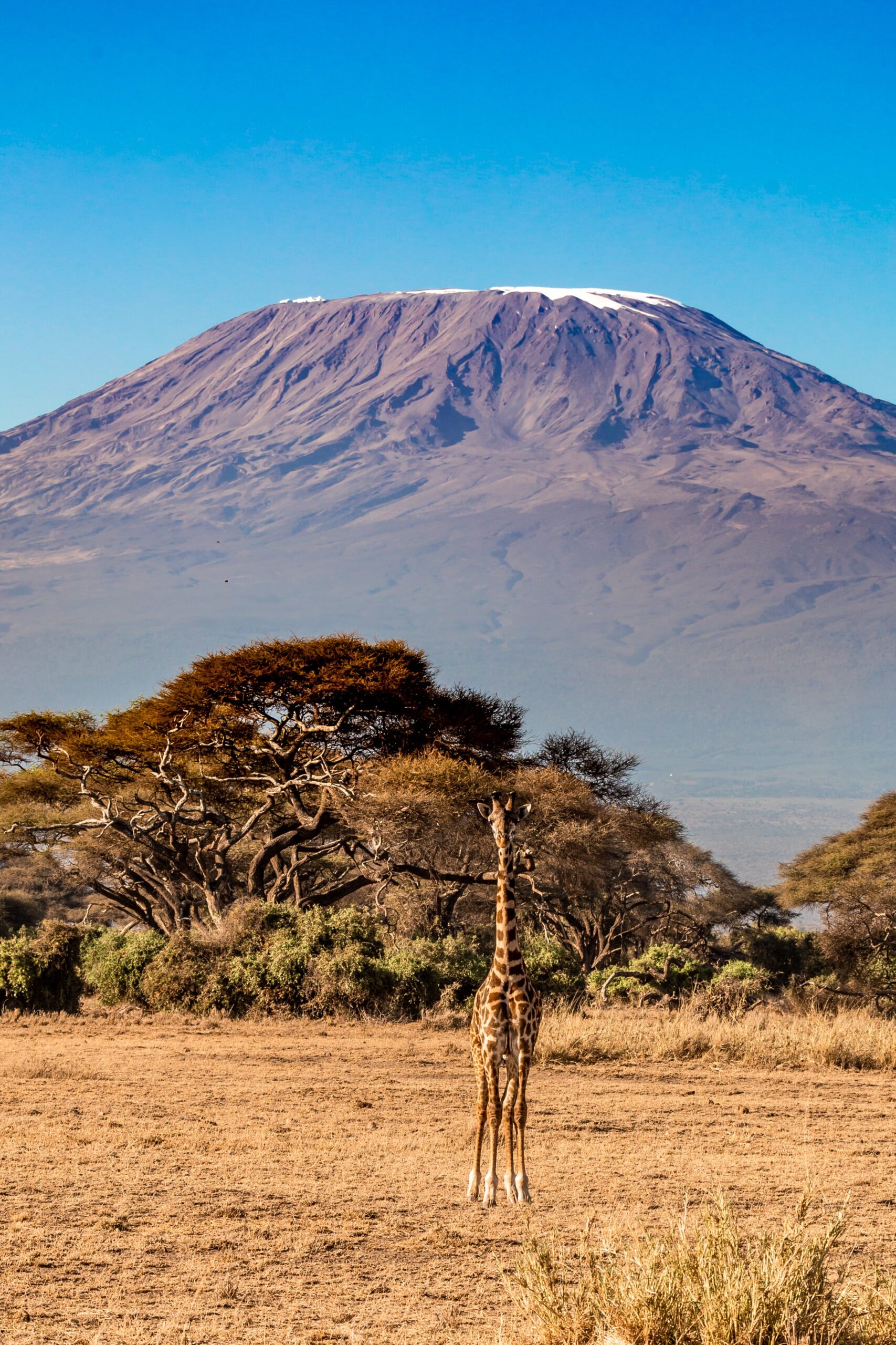 Amboseli  Kenya