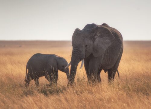 Safaris From Nairobi