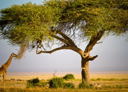 4 Days from Nairobi Hotel/Airport-Masai Mara National Reserve