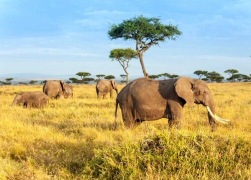 3 Days from Nairobi Hotel/Airport-Masai Mara National Reserve