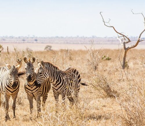 4 Days from Diani/Mombasa Beach Tsavo East-Tsavo West & Amboseli National Park Drop off Nairobi Hotel/Airport
